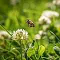 Biene fliegt auf Kleeblüte