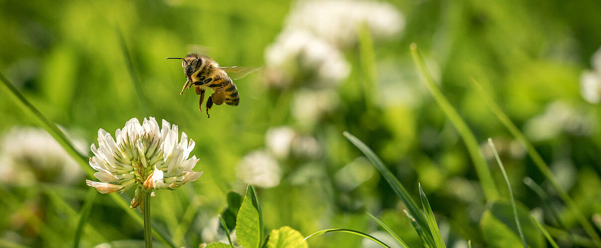 Biene fliegt auf Kleeblüte