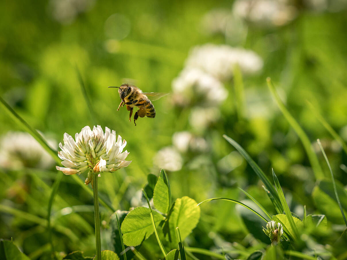 Biene fliegt auf Kleeblüte