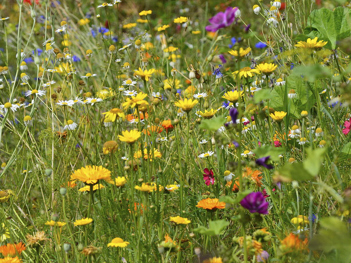 Eine Blühwiese bietet nicht nur im Frühjahr/Sommer Nahrung und Lebensraum für Insekten © ernstboese Getty Images iStockphoto