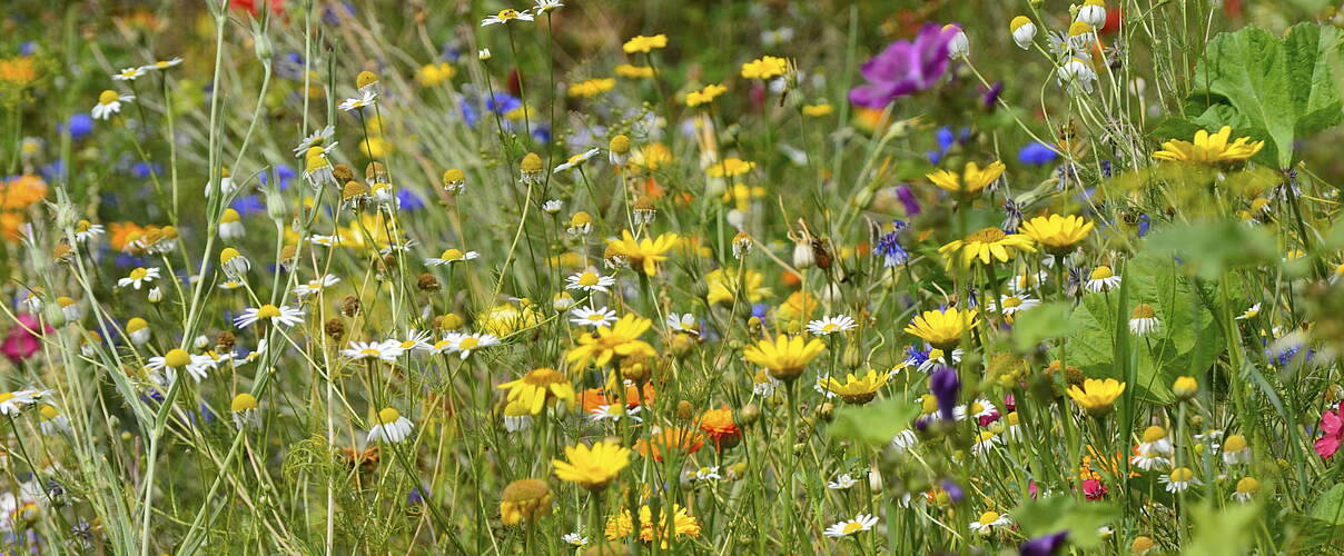 Eine Blühwiese bietet nicht nur im Frühjahr/Sommer Nahrung und Lebensraum für Insekten © ernstboese Getty Images iStockphoto