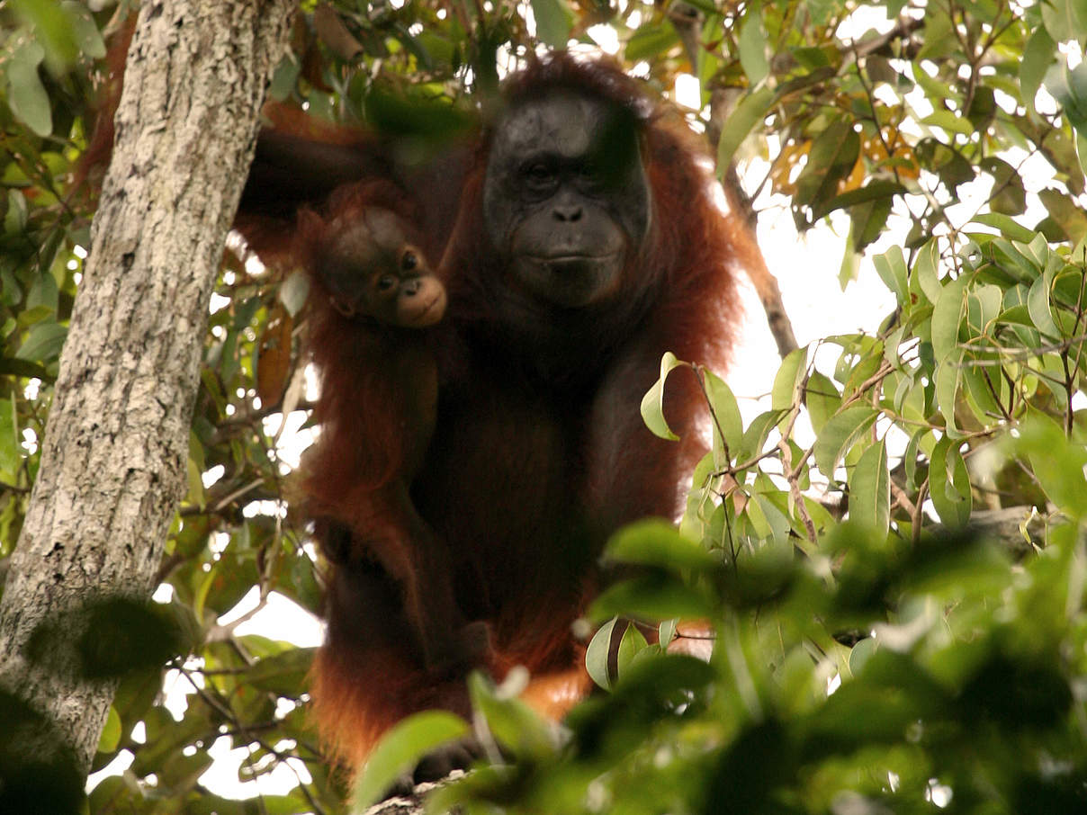 Borneo Orang Utan © Jimmy Syahirsyah / WWF-Indonesien