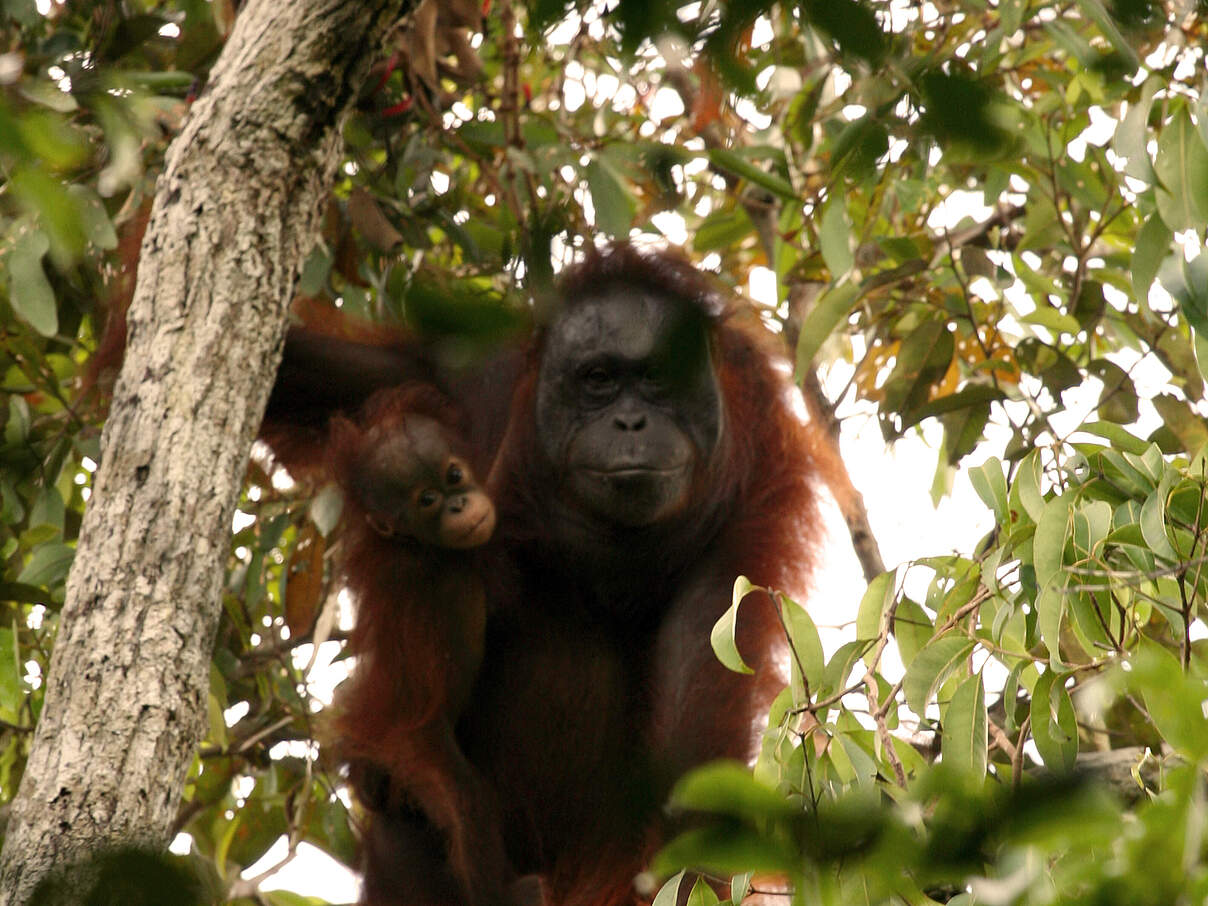 Borneo-Orang-Utan © Jimmy Syahirsyah/WWF-Indonesien