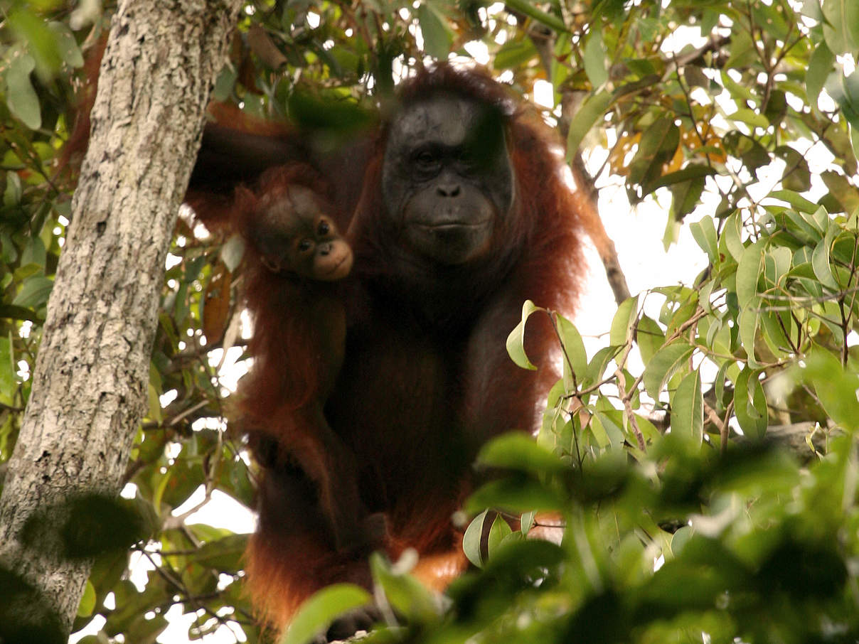 Borneo Orang Utan © Jimmy Syahirsyah / WWF-Indonesien