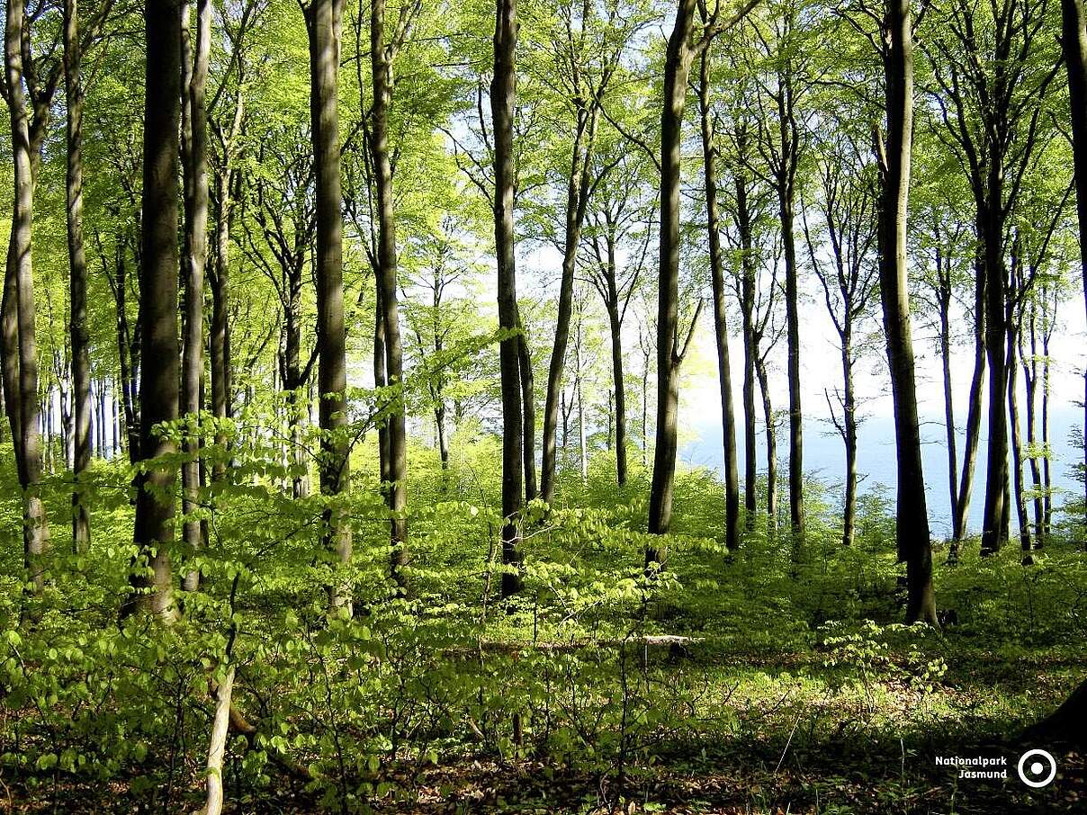 Buchenwald im Nationalpark Jasmund