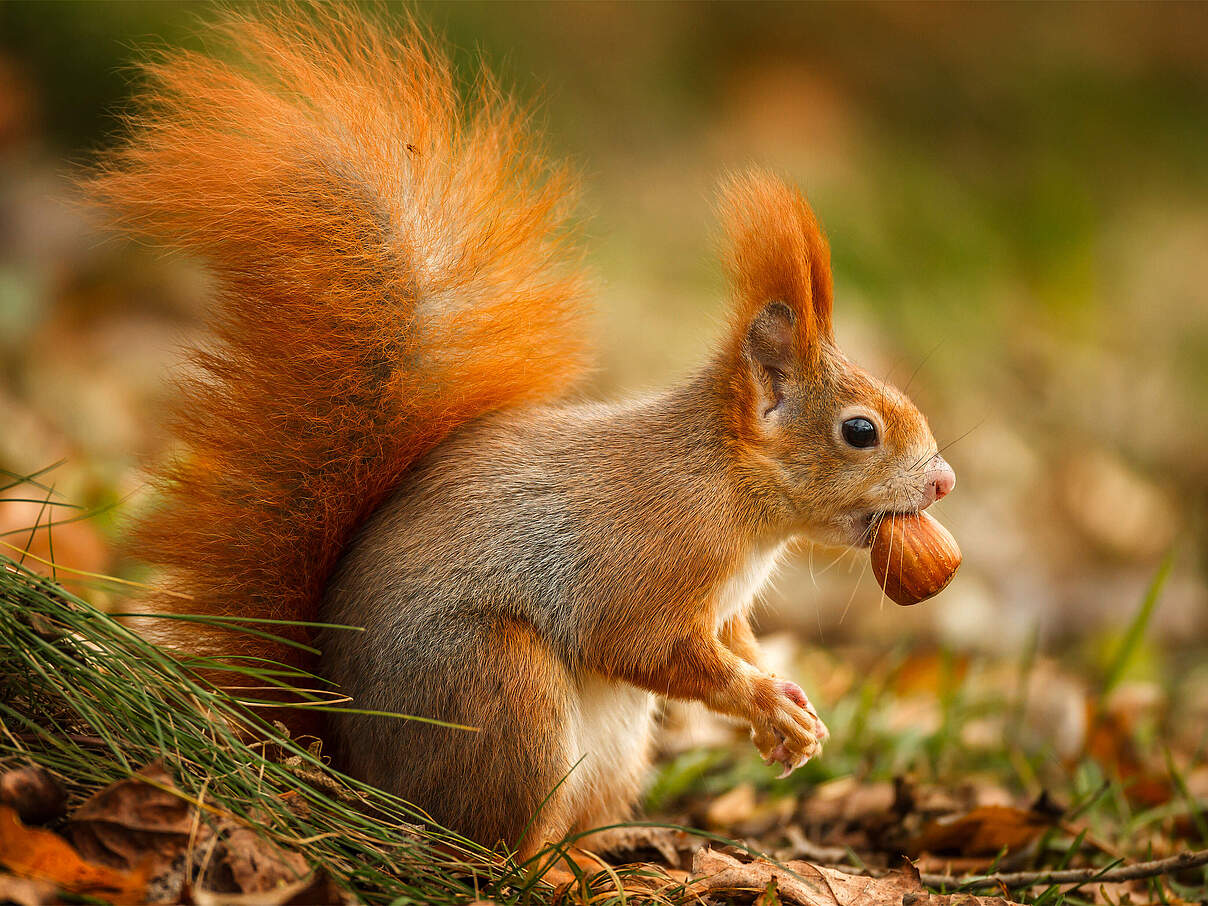 Eichhörnchen mit Haselnuss