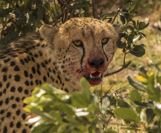 Gepard nach der Jagd © Diana Rudenko / WWF