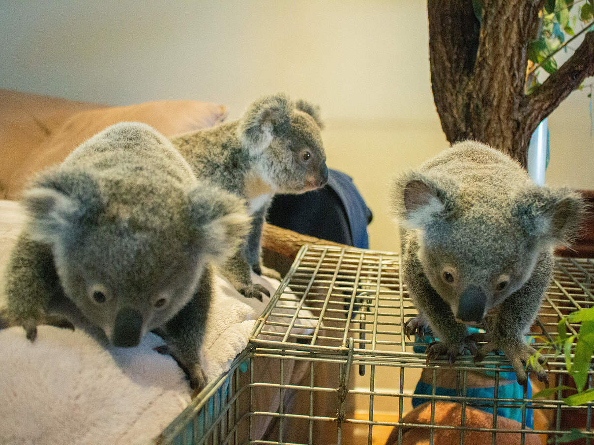 Koala-Jungtiere © WWF Australien