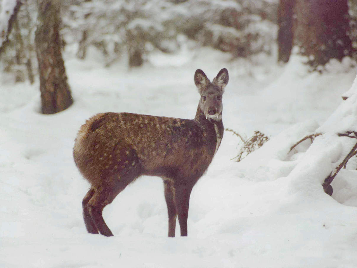 Sibirisches Moschus © Grigori Mazmanyants / WWF 