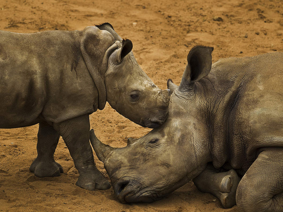 Breitmaulnashorn mit Kalb im Hluhluwe-iMfolozi Park, Südafrika © Brent Stirton / Getty Images / WWF-UK 