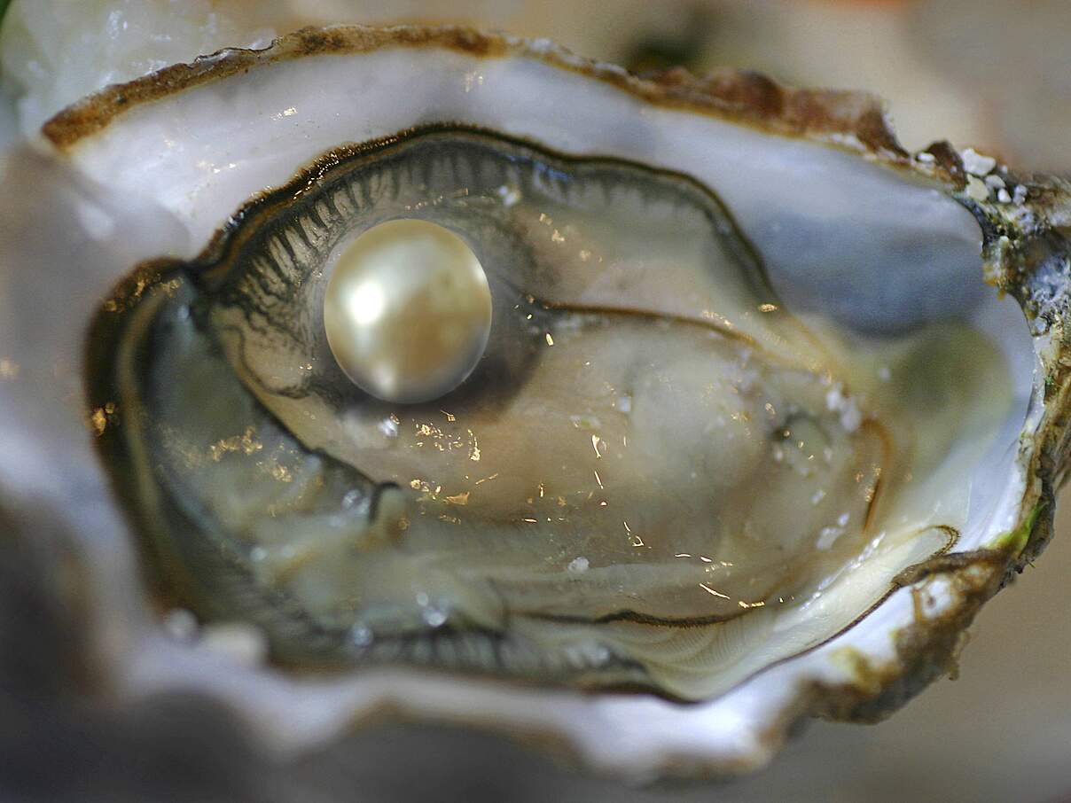 Pazifische Auster mit Perle