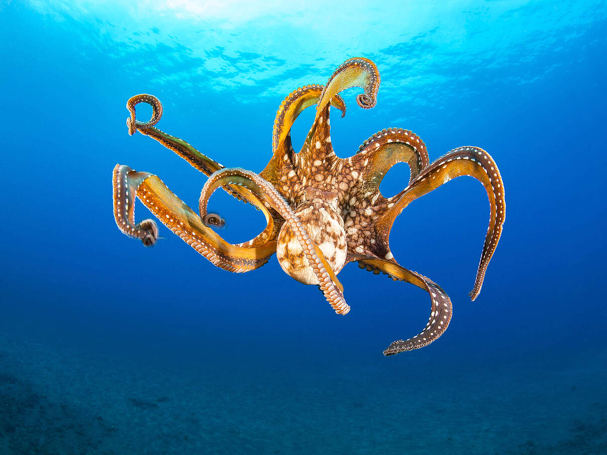 Ein großer Blauer Krake (Octopus cyanea) im Meer vor Hawaii