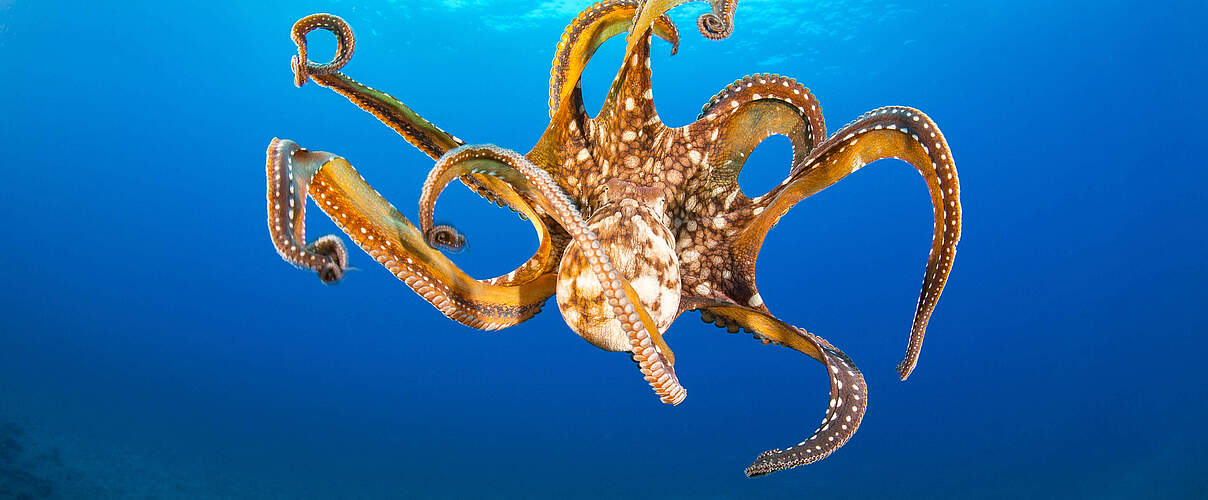 Ein großer Blauer Krake (Octopus cyanea) im Meer vor Hawaii