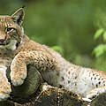 Eurasischer Luchs © Ralph Frank / WWF