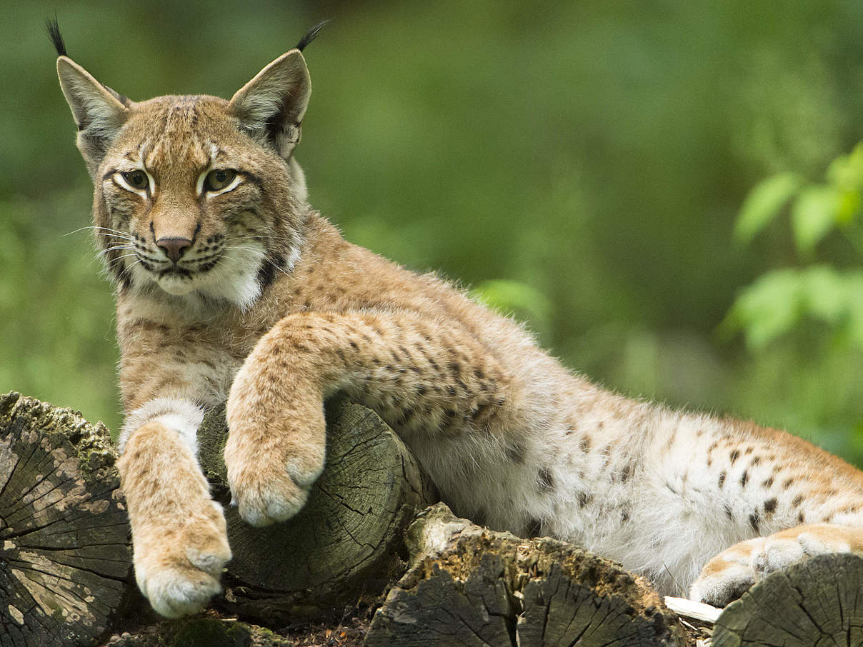 Eurasischer Luchs © Ralph Frank / WWF