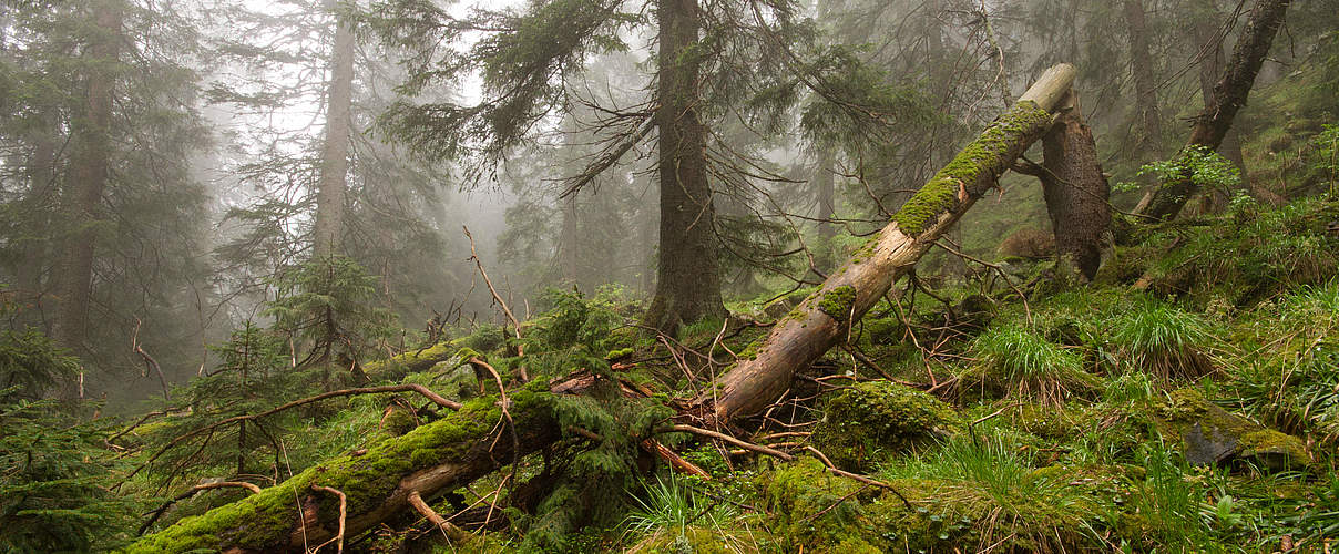 Primärwald in den Karpaten, Ukraine. © Bogomaz Conservation Photography / WWF-Ukraine