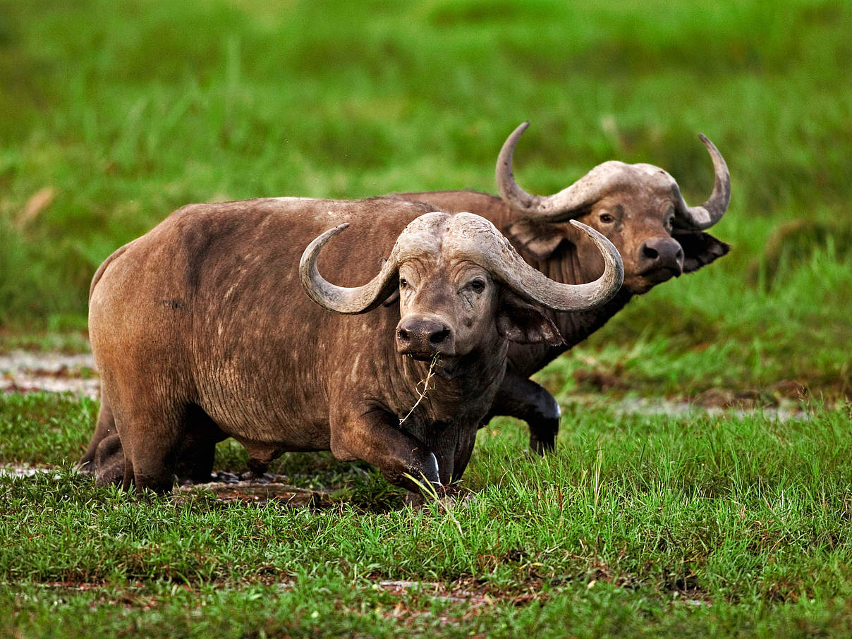 Afrikanischer Büffel im Amboseli-Nationalpark © Martin Harvey / WWF