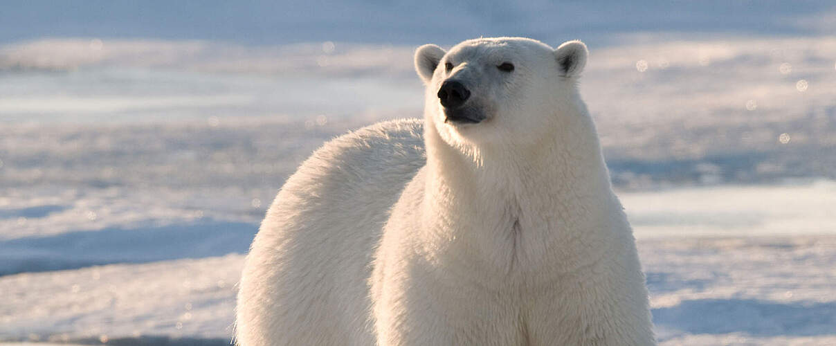 Eisbär auf Spitzbergen, Norwegen © Steve Morello / WWF