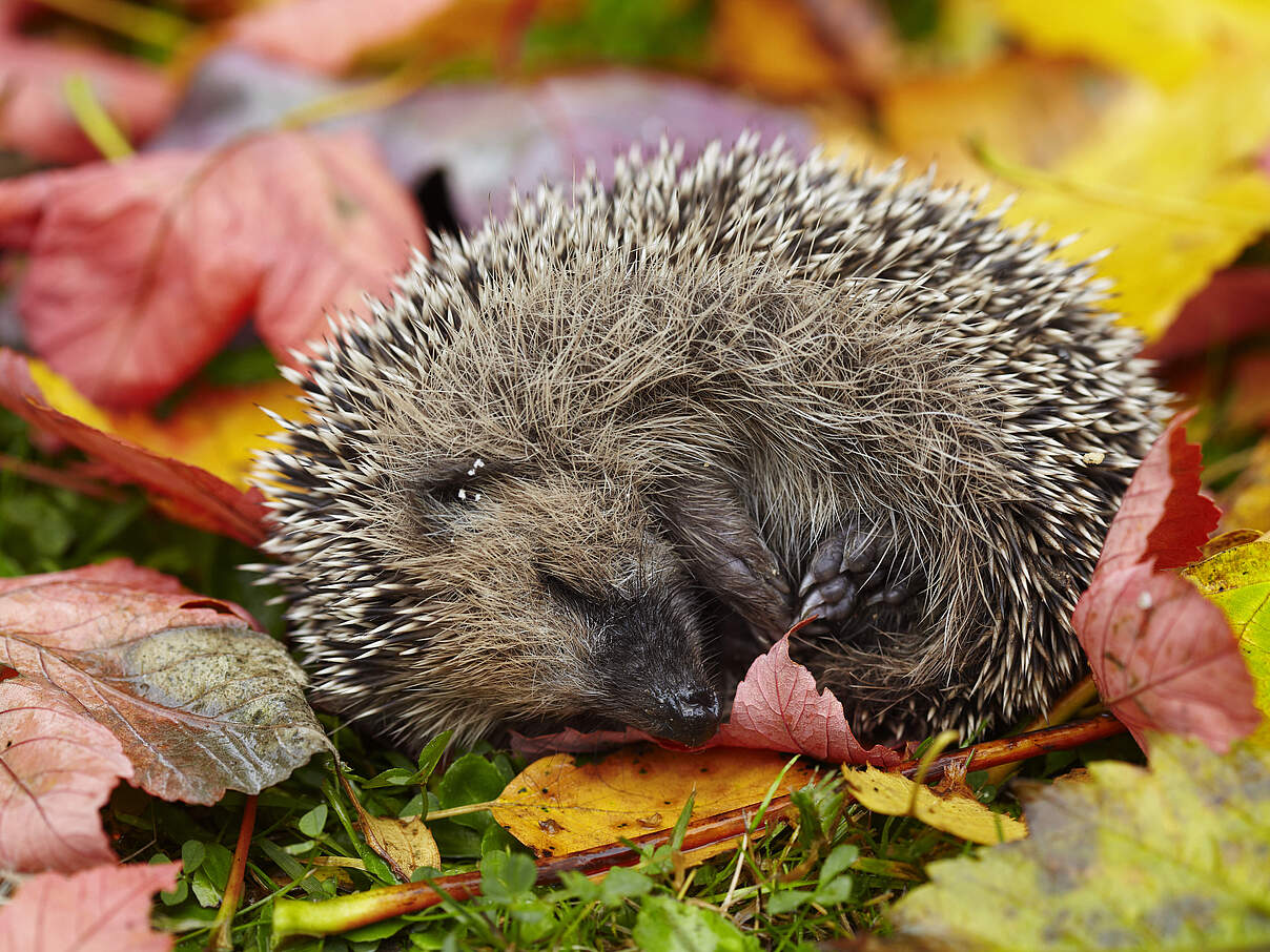 Igel im Herbst