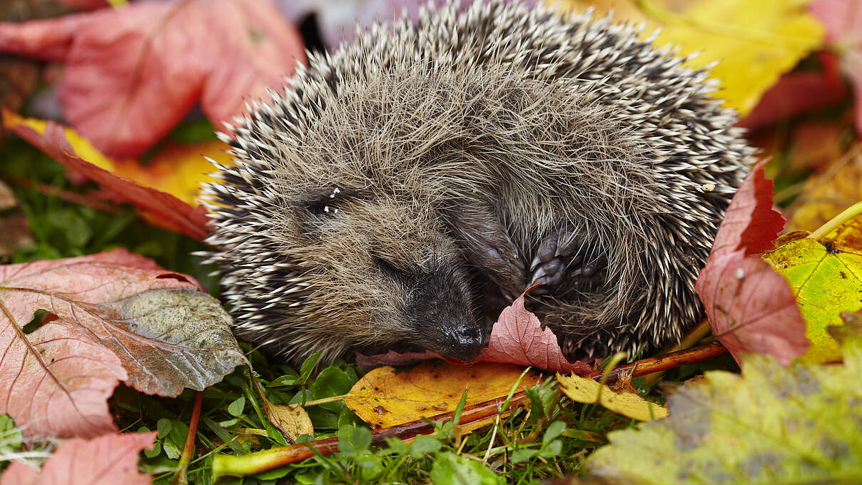 Igel im Herbst © ThinkstockPhotos Igel im Herbst