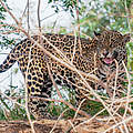 Jaguar im Pantanal © Daisy Fong
