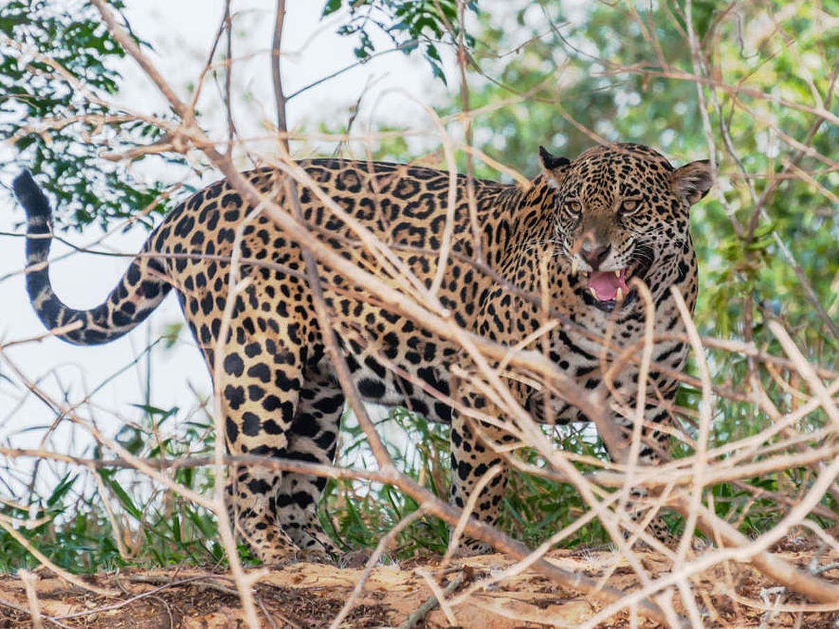 Jaguar im Pantanal © Daisy Fong