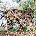 Jaguar im Pantanal © Daisy Fong
