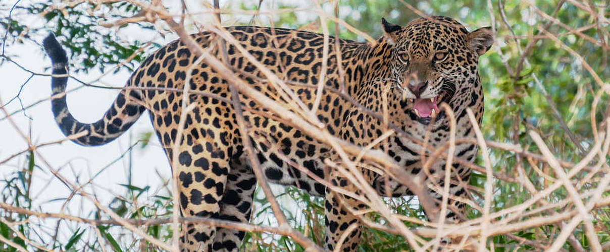 Jaguar im Pantanal © Daisy Fong