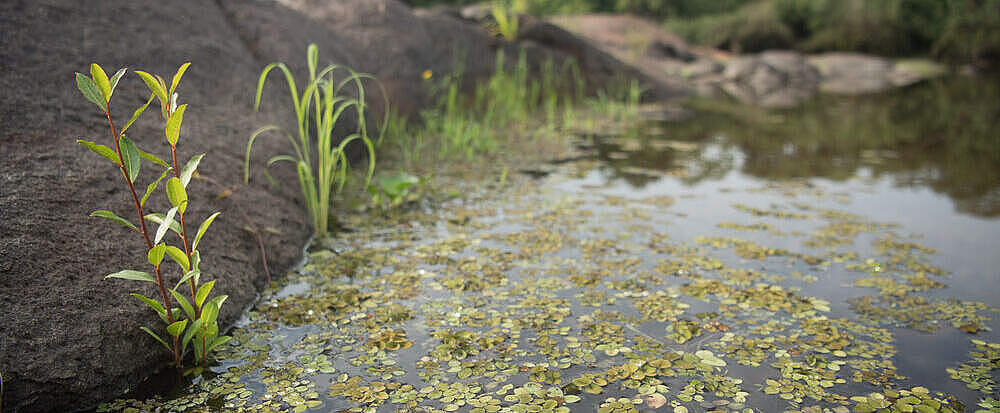 Süßwasserpflanzen am San Martin Fluss in Bolivien © Jaime Rojo / WWF US