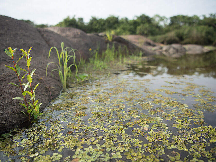 Süßwasserpflanzen am San Martin Fluss in Bolivien © Jaime Rojo / WWF US