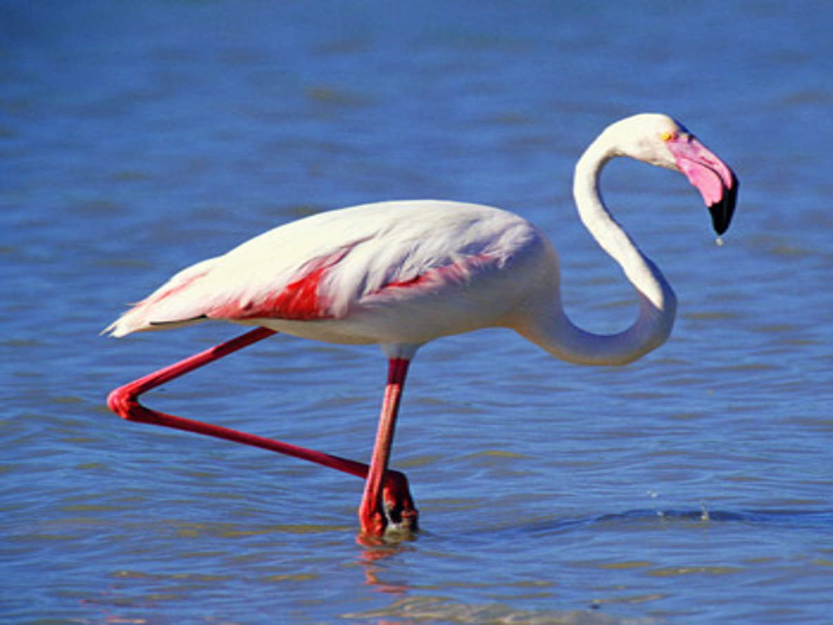 Ein Flamingo in der Coto Doñana ©Jorge Sierra/WWF