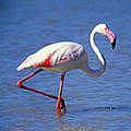 Ein Flamingo in der Coto Doñana ©Jorge Sierra/WWF
