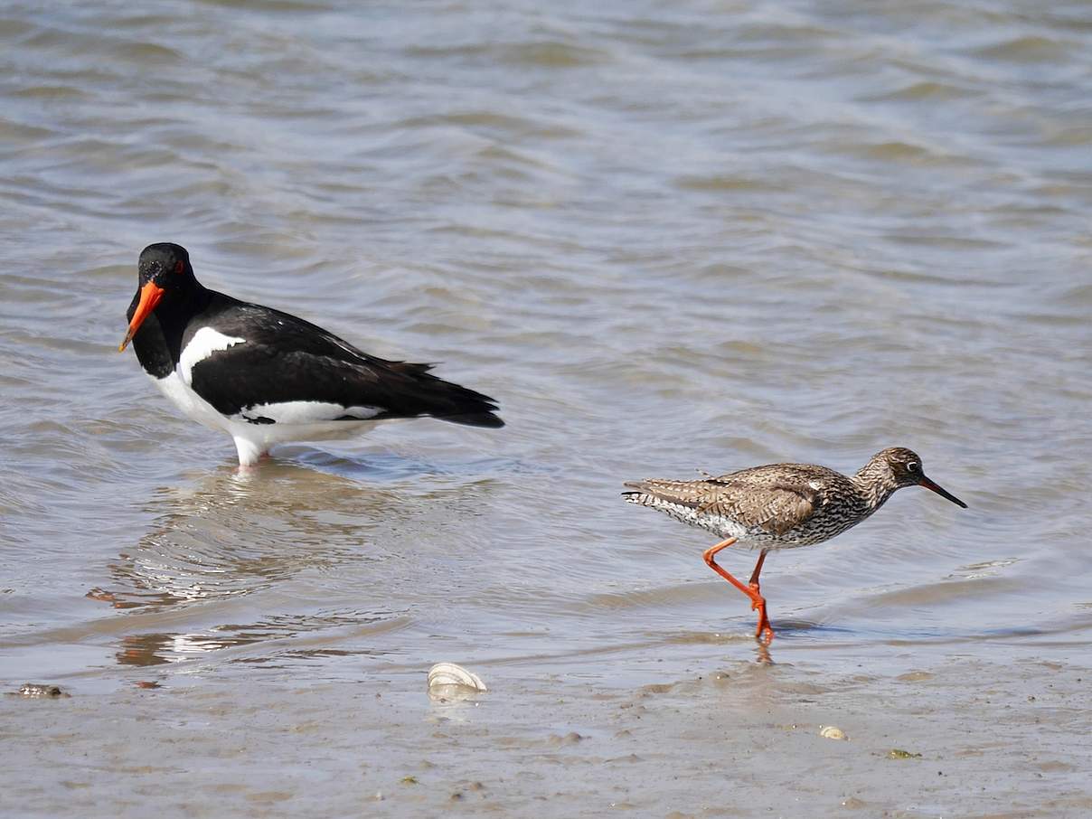 Austernfischer und Rotschenkel auf Hallig Hooge © Hans-Ulrich Rösner / WWF