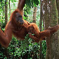 Sumatra-Orang-Utan-Weibchen mit Jungem an einem Baum © naturepl.com / Anup Shah / WWF