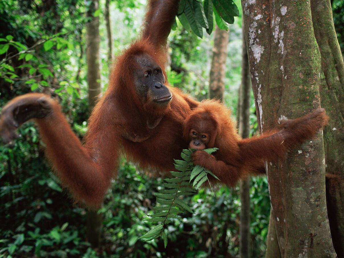Sumatra-Orang-Utan-Weibchen mit Jungem an einem Baum © naturepl.com / Anup Shah / WWF