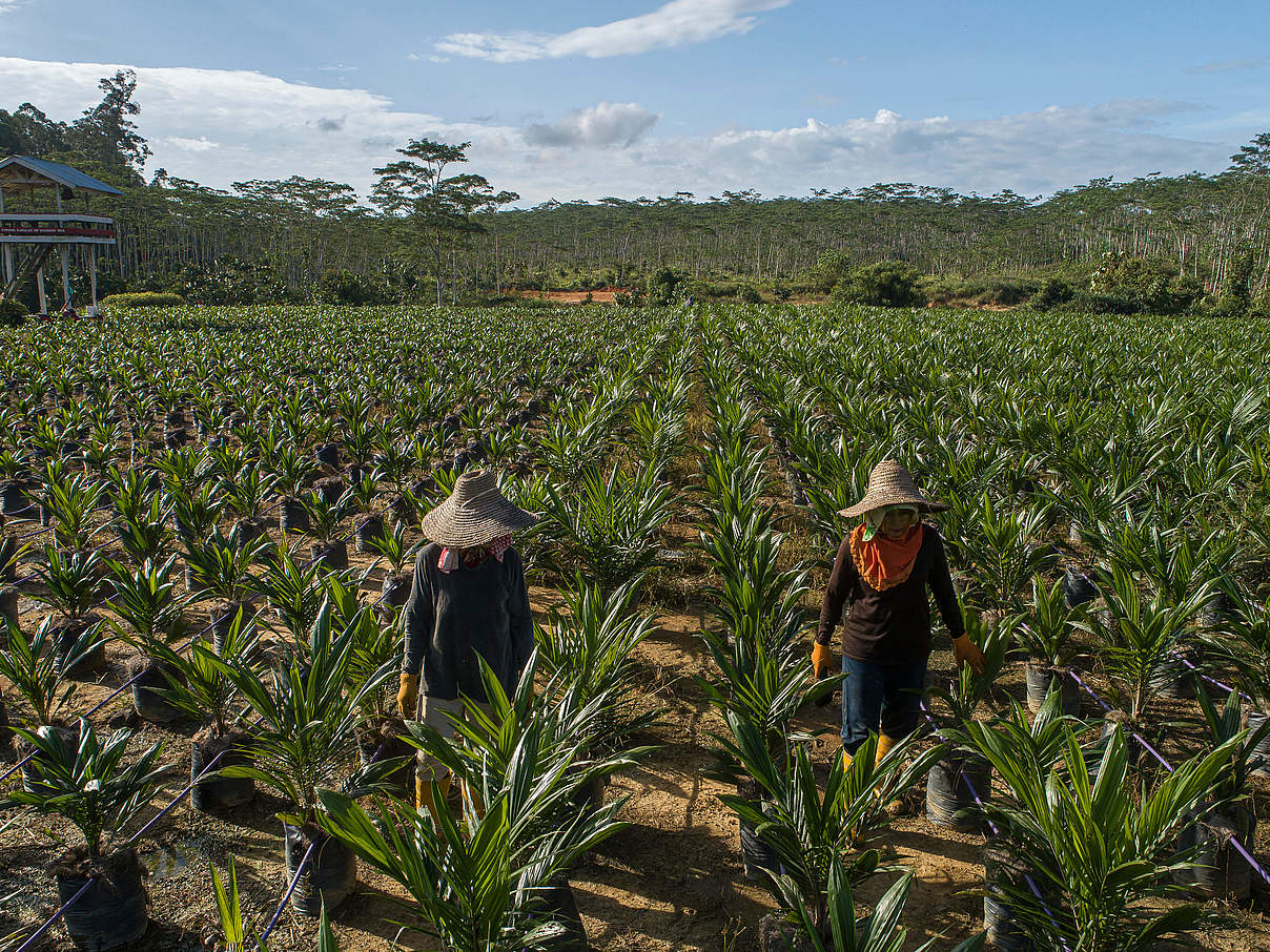 Arbeiter:innen auf Palmöl-Plantage © Aaron Gekoski / WWF US