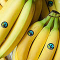 Fairtrade-Bananen © WWF / Richard Stonehouse