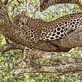 Leopard ruht in einem Baum © Patricia Deege