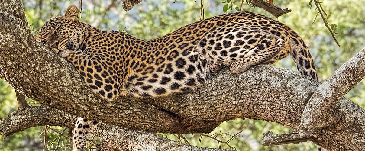 Leopard ruht in einem Baum © Patricia Deege