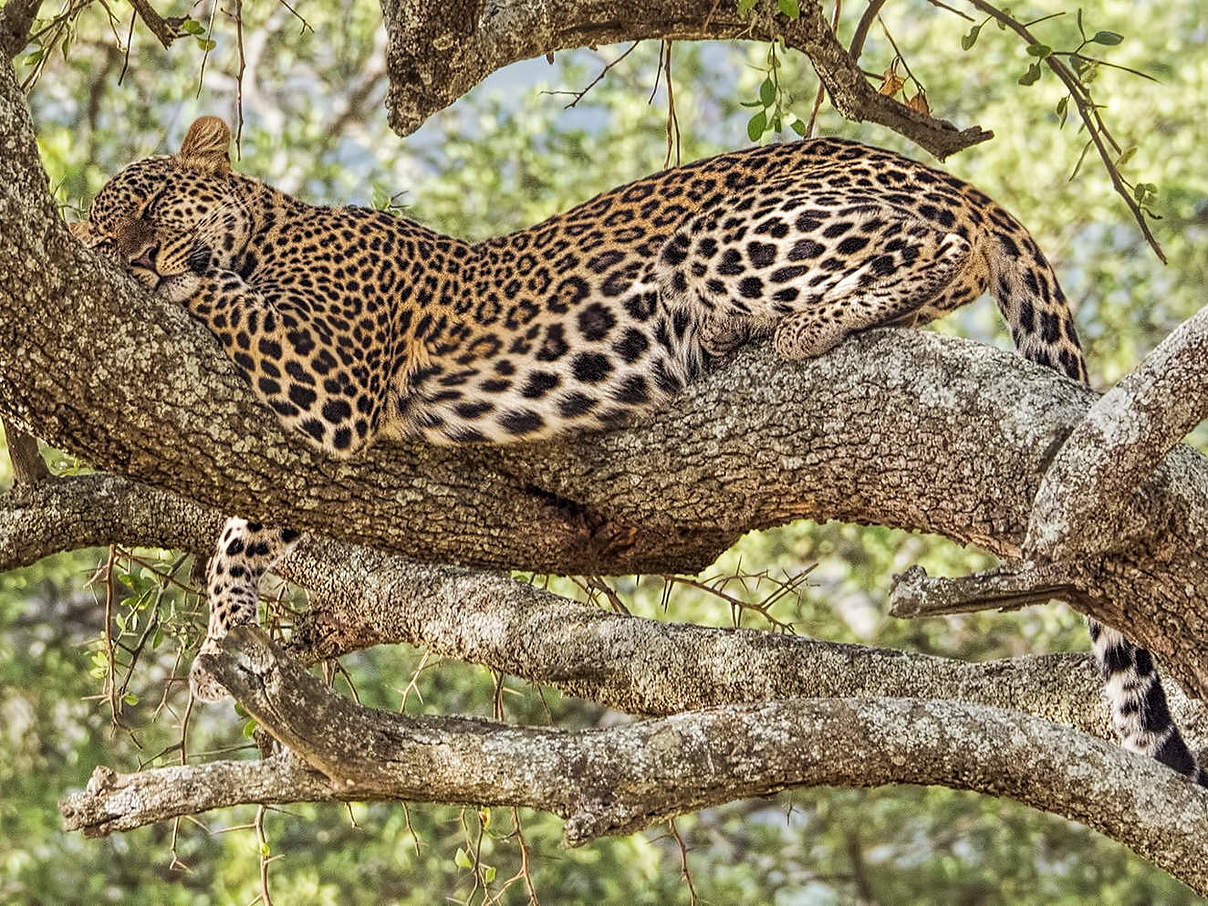 Leopard ruht in einem Baum © Patricia Deege