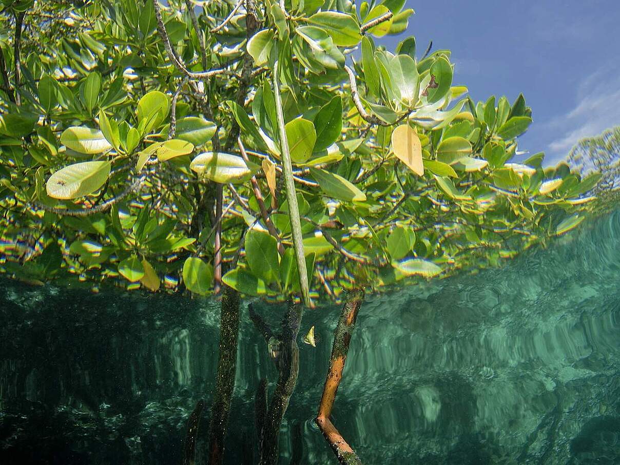 Mangroven im Salzwasser