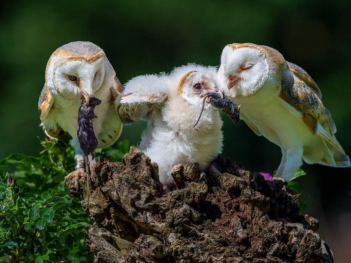 Schleiereulenpaar bei der Fütterung eines Jungvogels 