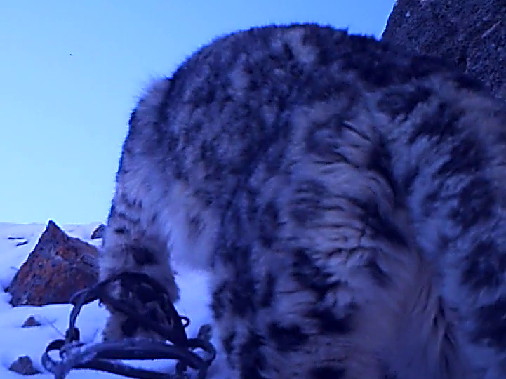 Schneeleopard verletzt durch Schlagfalle © WWF Mongolia