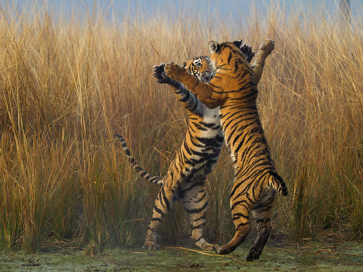 Zwei spielende Tiger © Souvik Kundu / WWF