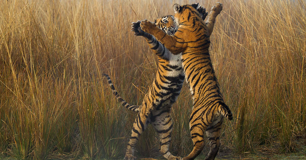 Tiger auf dem Sprung WWF