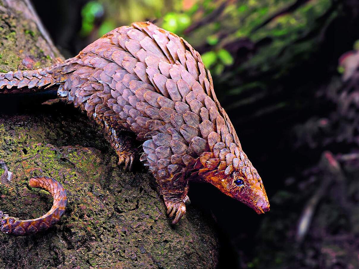 Weißbauchschuppentier 