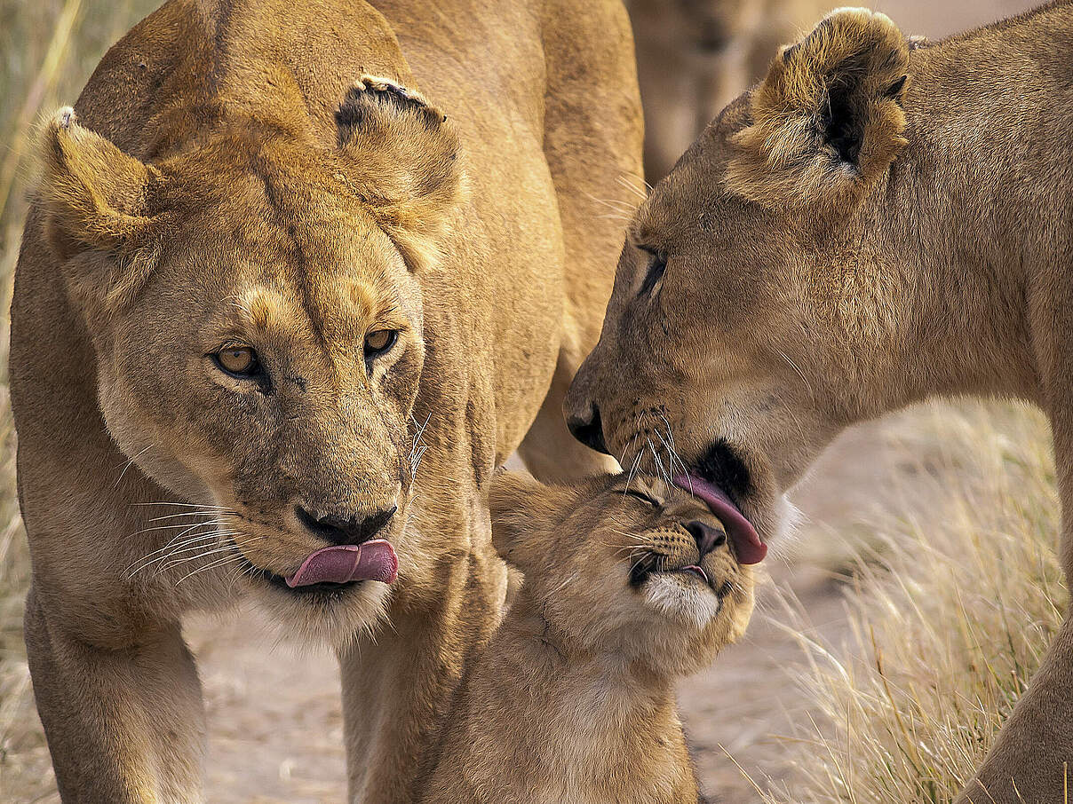 Zwei Löwinnen kümmern sich um ein Jungtier