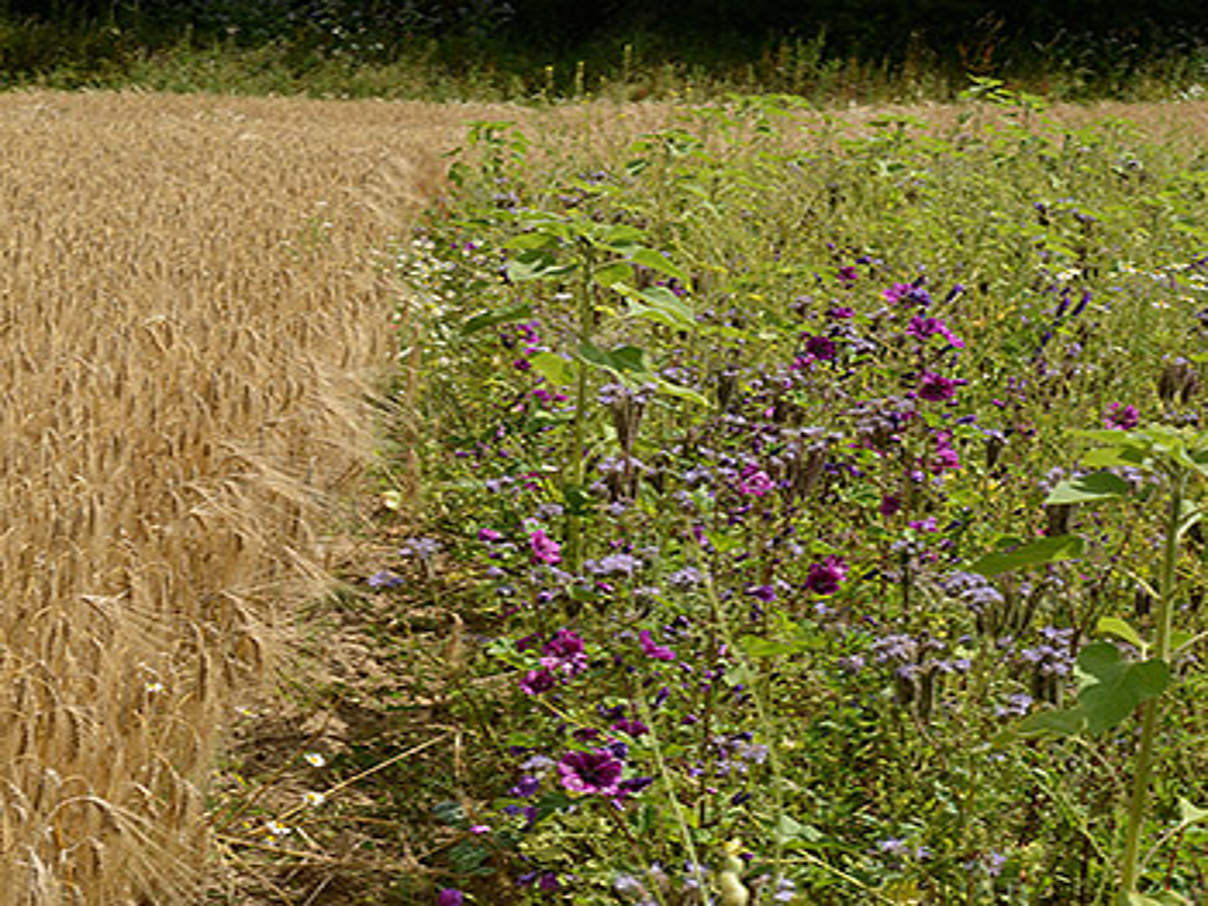 Drilllücken im Getreide bieten Raum für Ackerwildkräuter © Frank Gottwald / WWF