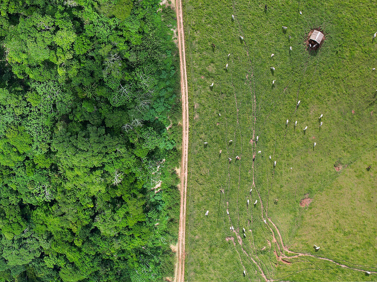 Abholzung des Amazonas-Regenwaldes für Viehzucht