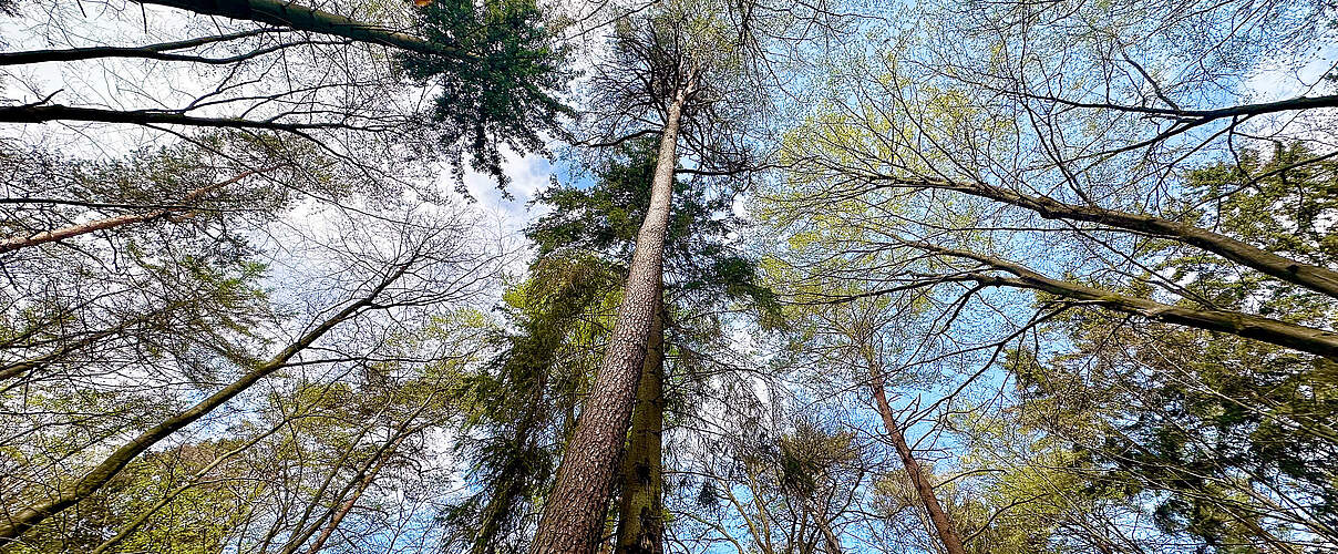 Bäume aus der Froschperspektive in den Himmel ragend